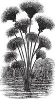 papyrus zegge of cyperus papyrus wijnoogst gravure vector