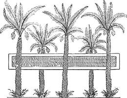 Egyptische tuin met een vijver, wijnoogst gravure. vector