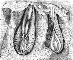 Pholadidae, wijnoogst gravure. vector