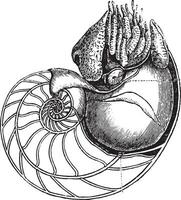 nautilus, wijnoogst gravure. vector