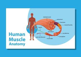 menselijke spieranatomie met lichaamsanatomie vector