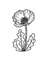 tekening hand- getrokken realistisch bloeiend papaver bloem fabriek. perfect voor tee, sticker, kaart, poster. geïsoleerd vector illustratie voor decor en ontwerp.