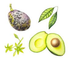 hand- geschilderd waterverf avocado Aan de wit achtergrond. besnoeiing waterverf avocado, avocado blad en bloem. vector