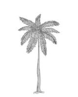 lijn kunst vector van palm boom.