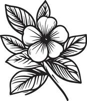 gemakkelijk bloem kleur Pagina's, kleur Pagina's voor volwassenen, hand- tekening bloem schetsen kunst van maagdenpalm, maagdenpalm bloemen kleur Pagina's bloem lijn kunst vector illustratie