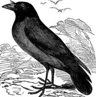 met een kap kraai of hoodiekraai of corvus cornix wijnoogst gravure vector