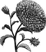 dubbele China aster of callistephus chinensis wijnoogst gravure vector