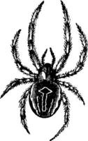 gemeenschappelijk orb-weven spin of gemeenschappelijk epiera of araneus sp., wijnoogst gravure vector