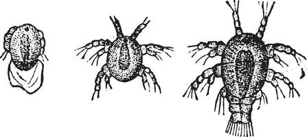 larve cycloop, wijnoogst gravure. vector