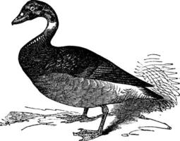 de Brent gans of Branta bernica, wijnoogst gravure vector