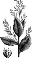 chenopodium anthelminticum of wormzaad ganzenvoet wormafdrijvend fabriek en bloem wijnoogst gravure. vector