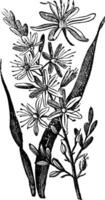 vertakt affodiel of asphodelus ramosus wijnoogst gravure vector