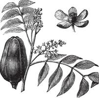 mohagany of meliaceae. melia azedarach illustratie vector