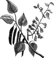 cercis canadensis of oostelijk redbud wijnoogst gravure vector