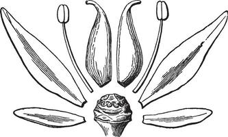 sedum ternatum wijnoogst illustratie. vector