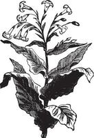 tabak fabriek wijnoogst illustratie. vector