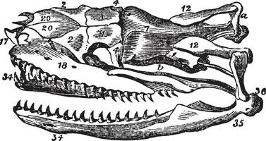 slang schedel, wijnoogst illustratie. vector