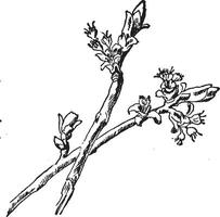 zilver esdoorn- bloem wijnoogst illustratie. vector