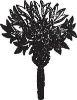 maïs, bloem, centaurea, cyaanjaarlijks, plant, asteraceae, Europa, korenvelden wijnoogst illustratie. vector