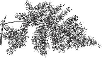 tenuissimus verscheidenheid van asperges plumosus wijnoogst illustratie. vector