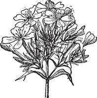 gemeenschappelijk zeepkruid of saponaria officinalis wijnoogst gravure vector