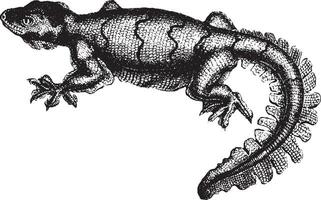 gekko, wijnoogst illustratie. vector