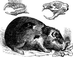 Guinea varken of cavy of cavia porcellus wijnoogst gravure vector