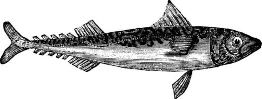 atlantic makreel of scomber scombrus wijnoogst gravure vector