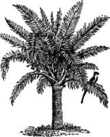 sago palm wijnoogst illustratie. vector