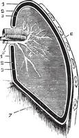 verticaal sectie van de long en borstvlies schematisch figuur, vint vector