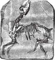 skelet van de Super goed paleotherium de vitry, wijnoogst gravure. vector