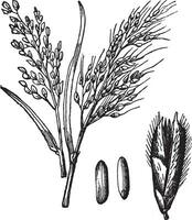 Aziatisch rijst- of oryza sativa wijnoogst gravure vector