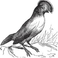 guianan pik-van-de-rots of rupicola rupicola wijnoogst gravure vector