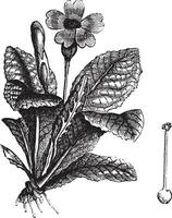 sleutelbloem of primula veris wijnoogst gravure vector