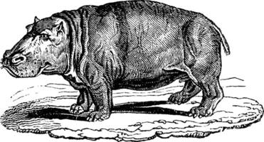 nijlpaard of nijlpaard, wijnoogst gravure. vector