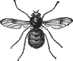 horzel of oesterachtigen, wijnoogst gravure vector