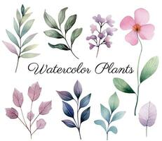 waterverf botanisch set. delicaat waterverf planten voor bruiloft uitnodigingen, affiches. vector planten pastel kleuren.