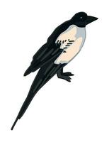 ekster vogel clip art. single tekening van wild dier geïsoleerd Aan wit. gekleurde vector illustratie in tekenfilm stijl.