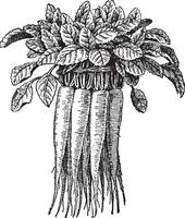 campanula rapunculus of rampion klokje wijnoogst gravure vector