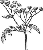 boerenwormkruid of tanacetum vulgare wijnoogst gravure vector