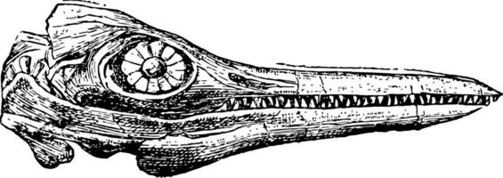 ichthyosaurus schedel, wijnoogst illustratie. vector