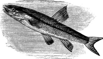 zwarte neus serpeling, rhinichthys atratulus of argyreus atronasus oud gravure. vector