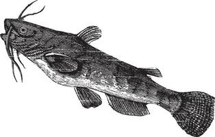 bruin bullhead of ameiurus nebulosus, wijnoogst gravure. vector