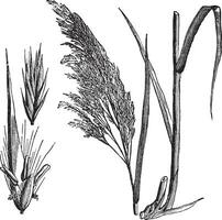 gemeenschappelijk riet phragmites communistisch, wijnoogst gravure vector