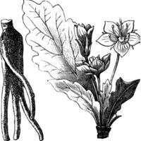 alruin wortel of mandragora officinarum wijnoogst gravure vector