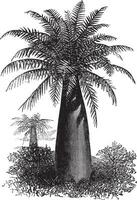 chileens wijn palm of jubaea chilensis, wijnoogst gravure vector