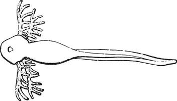 kikkervisje kikker, wijnoogst gravure. vector