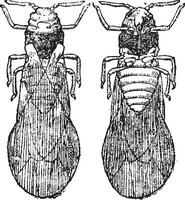 phylloxera vleugel, wijnoogst gravure. vector