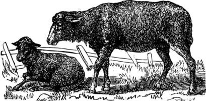 schaap, wijnoogst gravure. vector