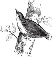 Euraziatisch boomklever of sitta europaea wijnoogst gravure vector